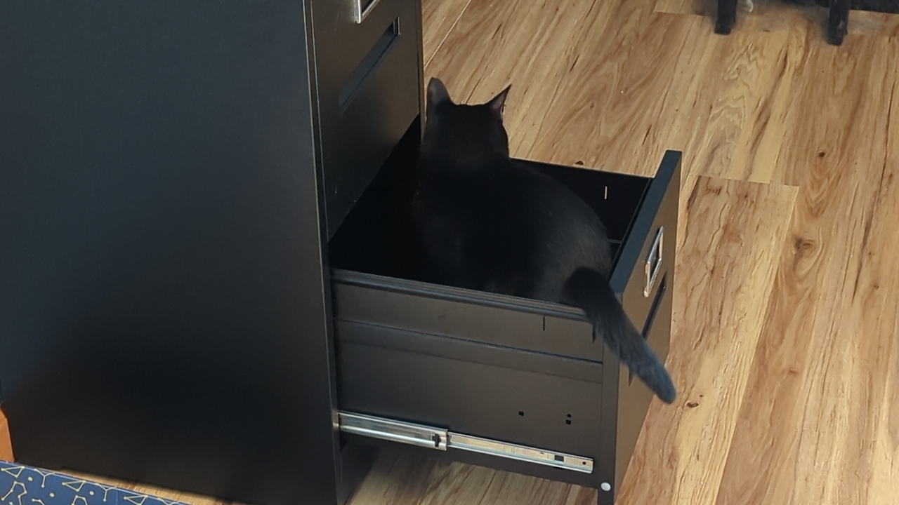 New filing cabinet with a cat sitting in the open bottom drawer